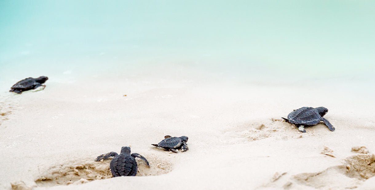 Spectacular turtle nesting event in southern Mexico